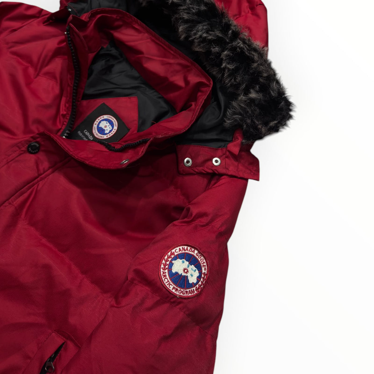 Canada goose