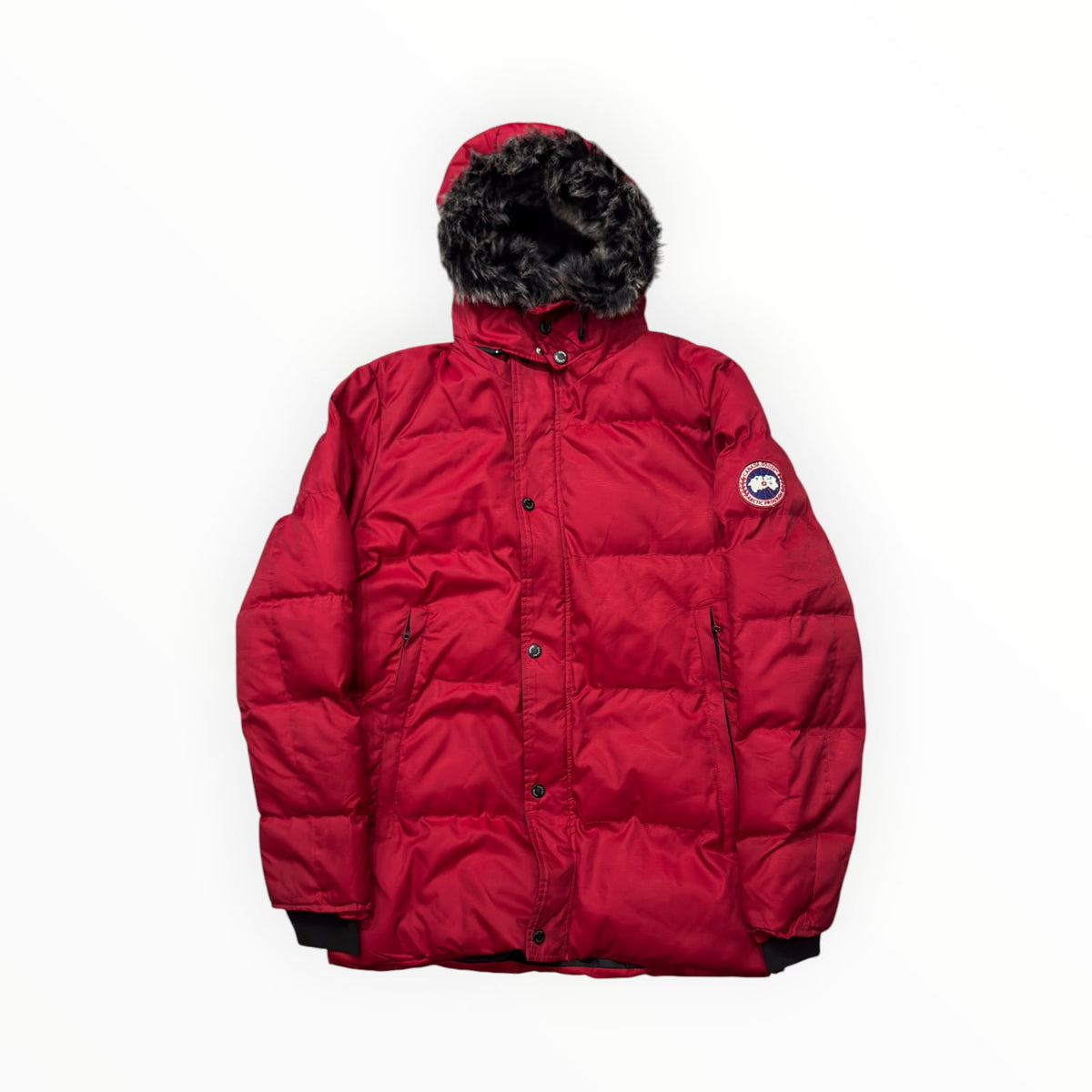 Canada goose
